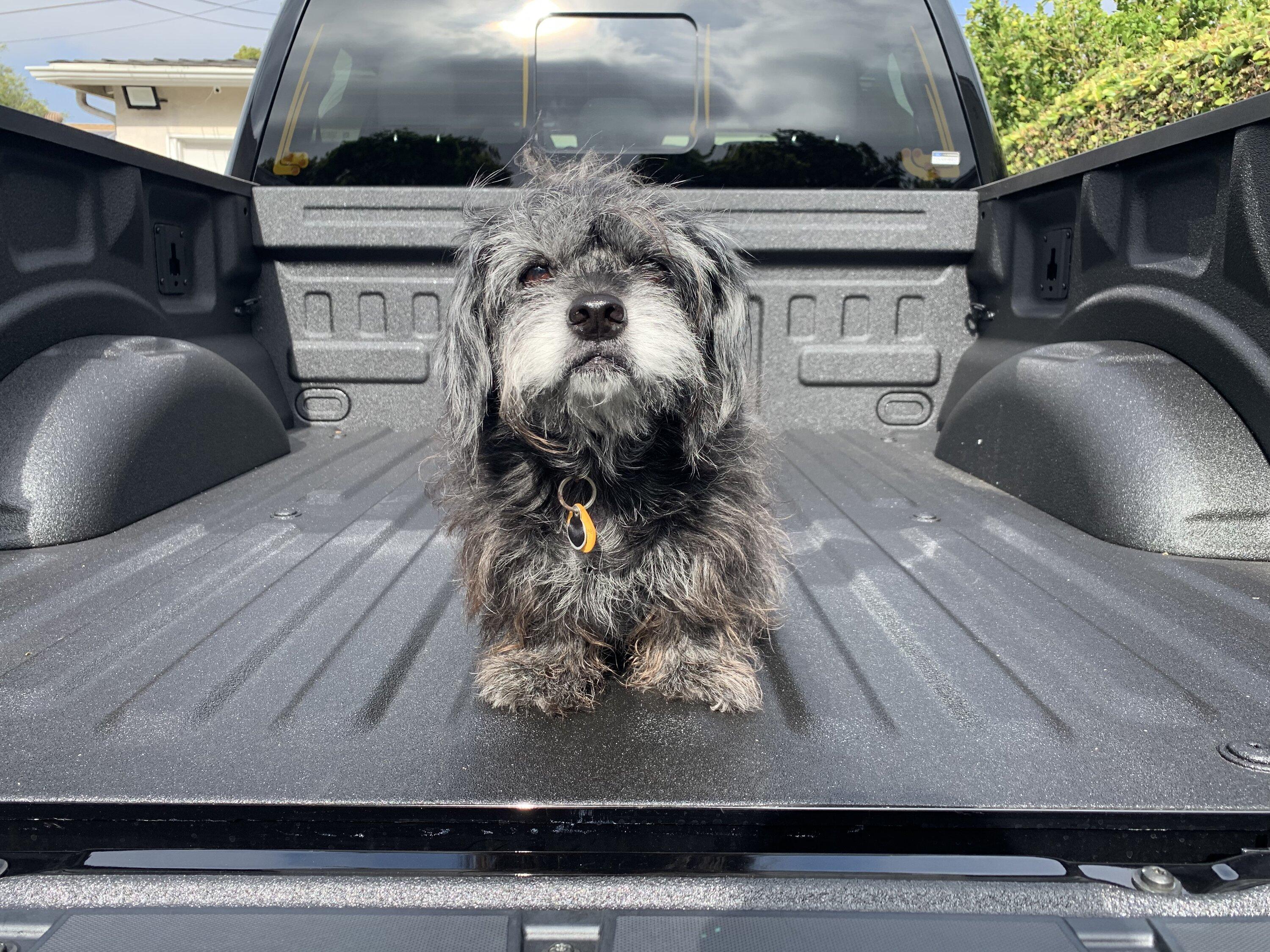 Ford F-150 Lightning Post a pic of your Dog in your new Lightning 😁 044C0BF0-1918-4D24-808C-DD5B2B85A1A3