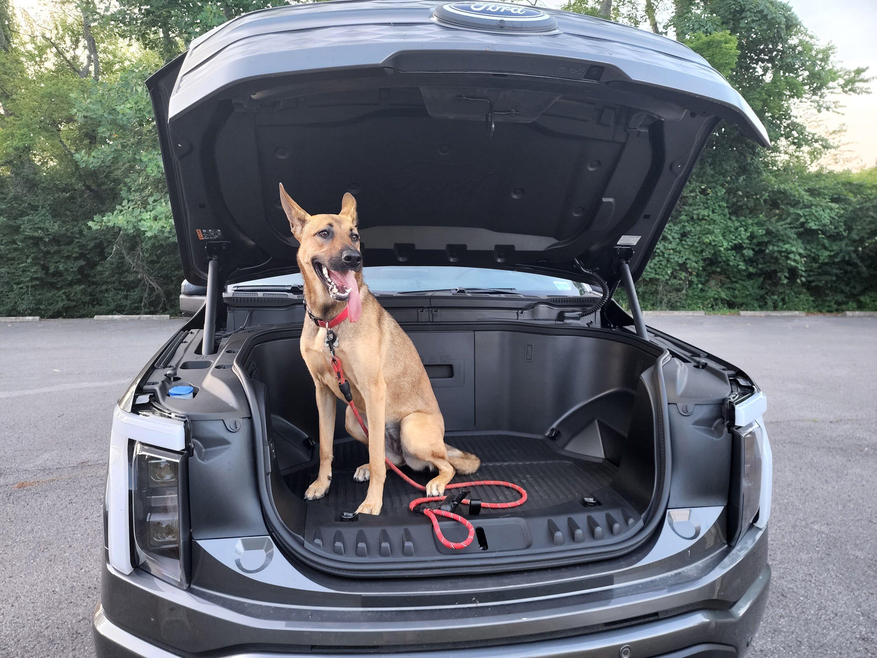 Ford F-150 Lightning Post a pic of your Dog in your new Lightning 😁 20220704_195403