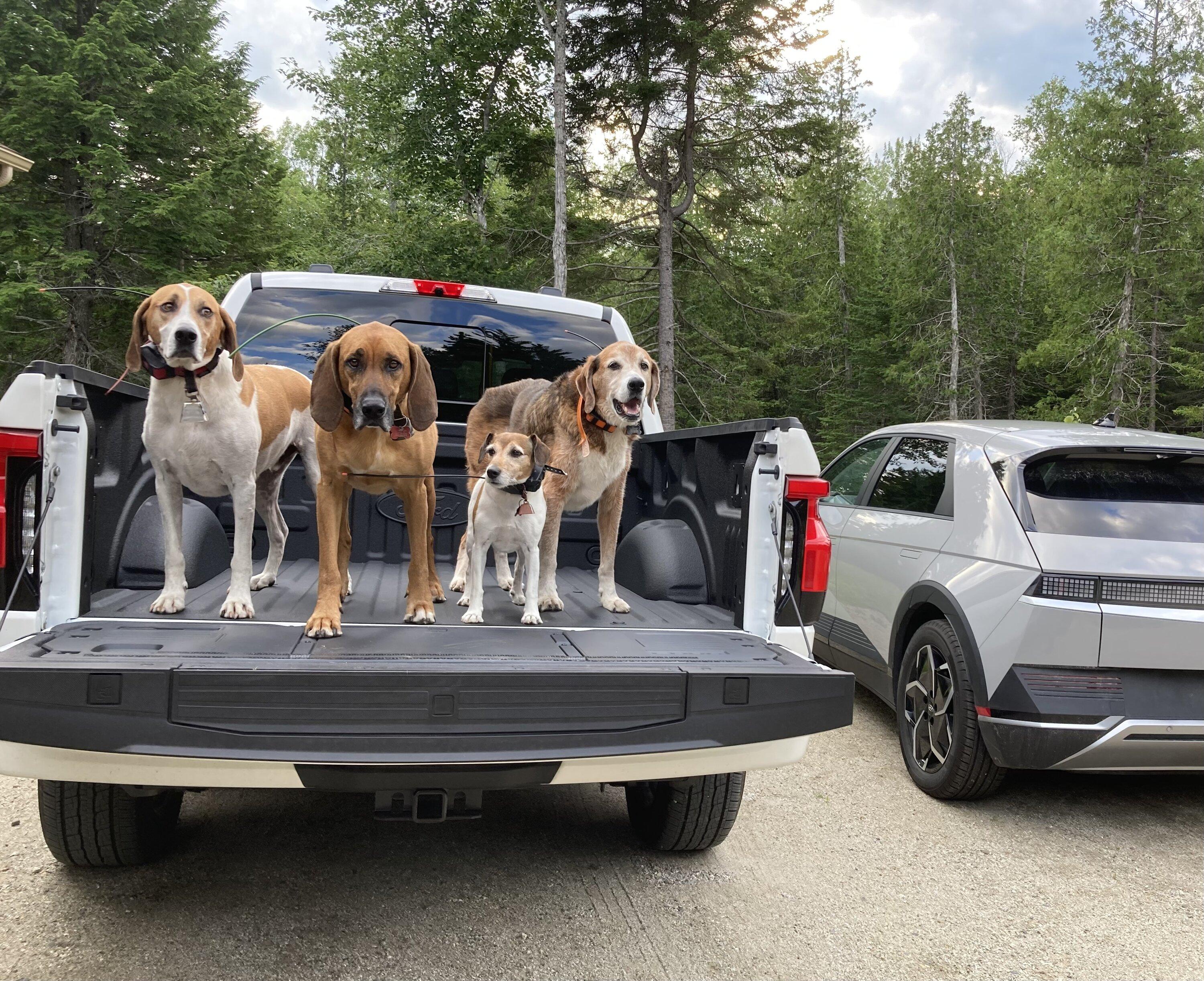 Ford F-150 Lightning Post a pic of your Dog in your new Lightning 😁 66C5BC3B-3453-45F4-9335-AFF8909FA66A