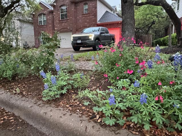 Ford F-150 Lightning Bluebonnets poppin' in front yard! Truck was lookin' good back there! IMG_8495