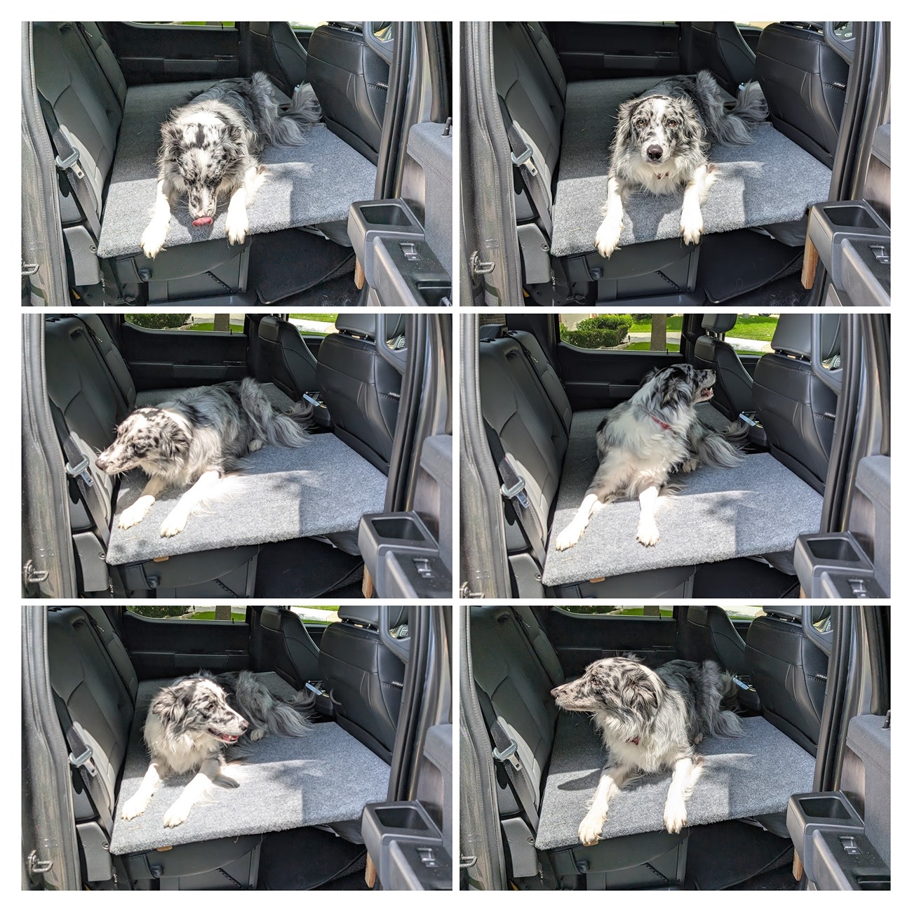 Ford F-150 Lightning Post a pic of your Dog in your new Lightning 😁 PXL_20250622_194430357-COLLAGE