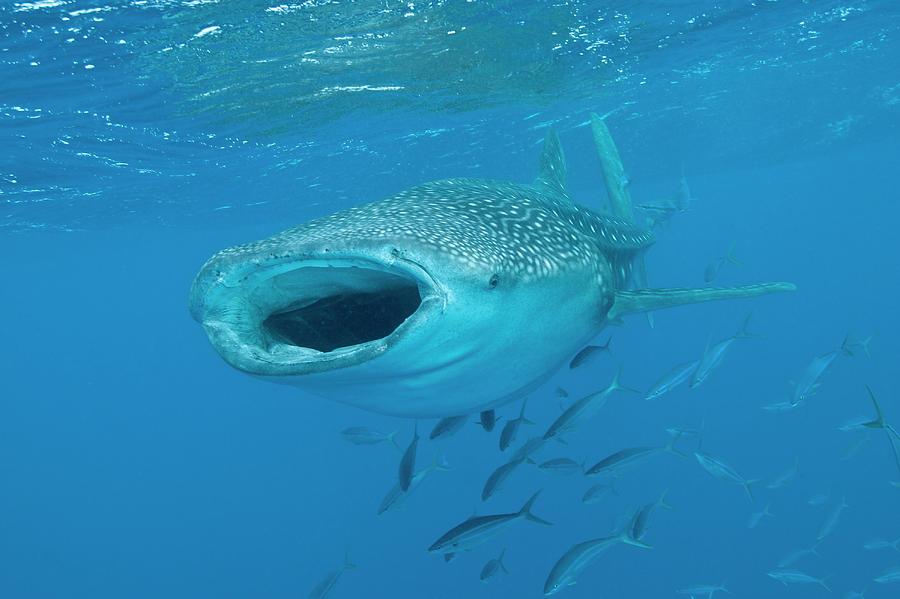 WhaleShark Tundra.jpg